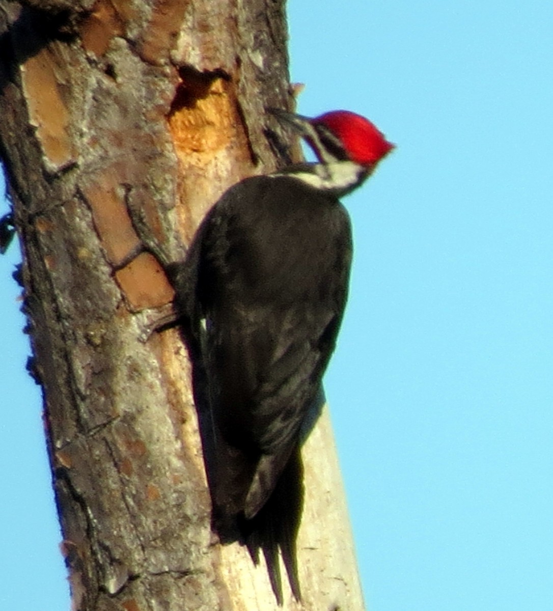 Pileated Woodpecker - ML90985541