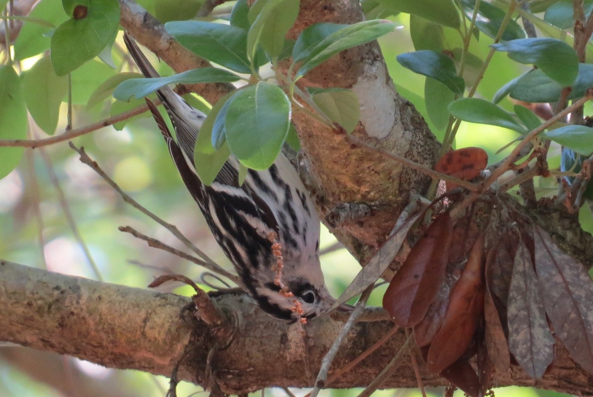 Black-and-white Warbler - ML90986541