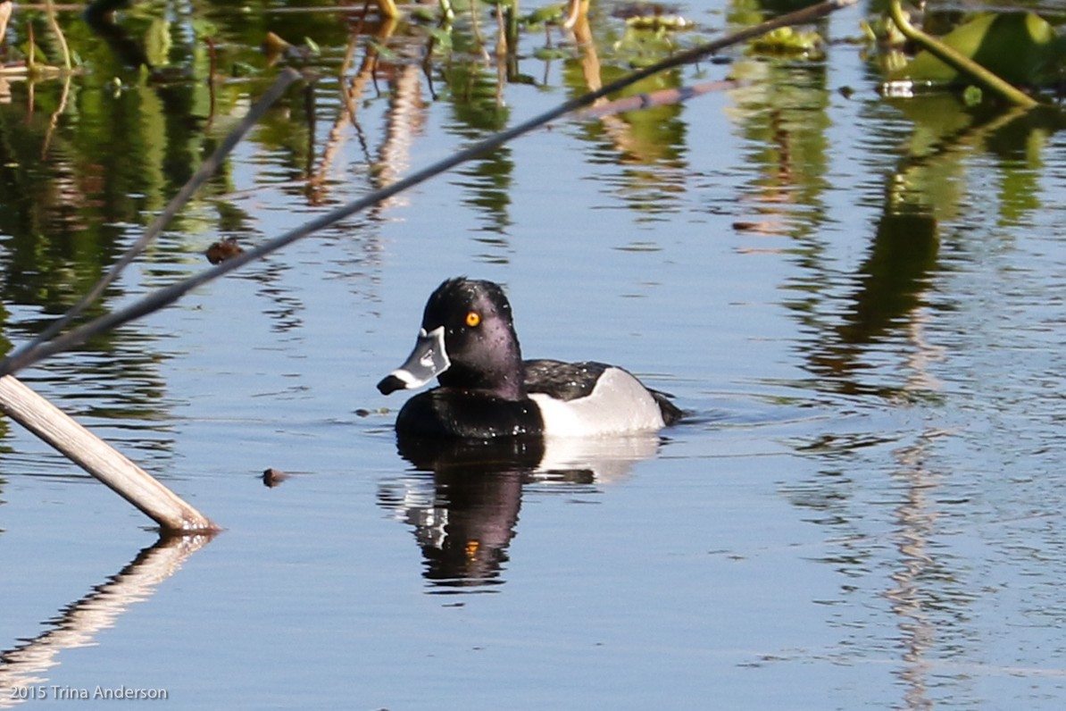 Ring-necked Duck - Trina Anderson