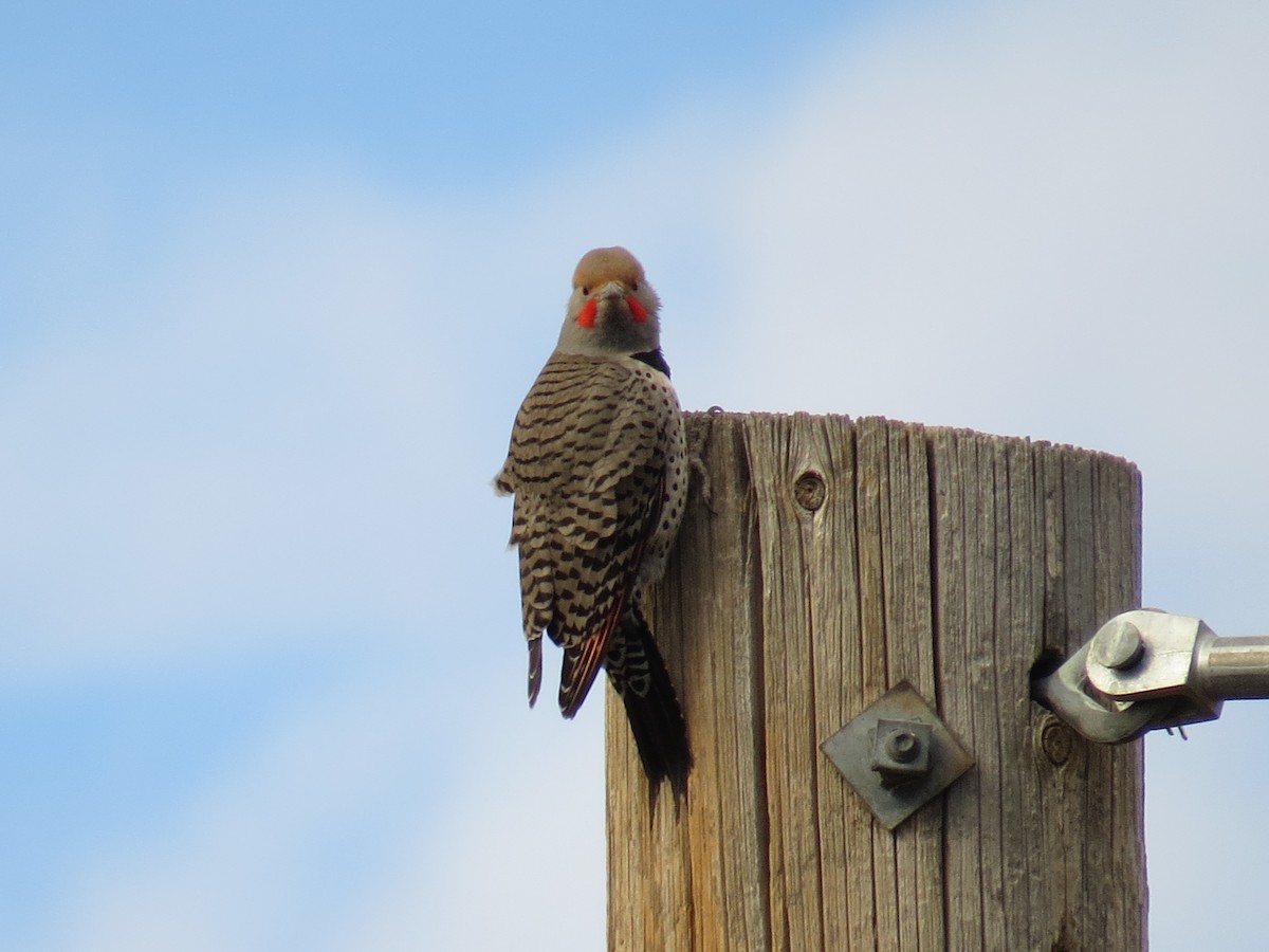 Northern Flicker (Red-shafted) - Sara Griffith