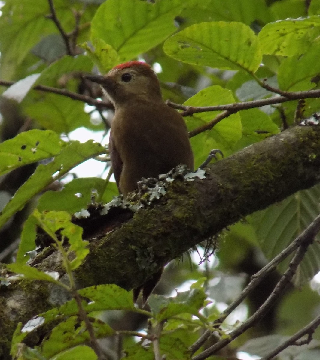 Smoky-brown Woodpecker - Francisco Cornell