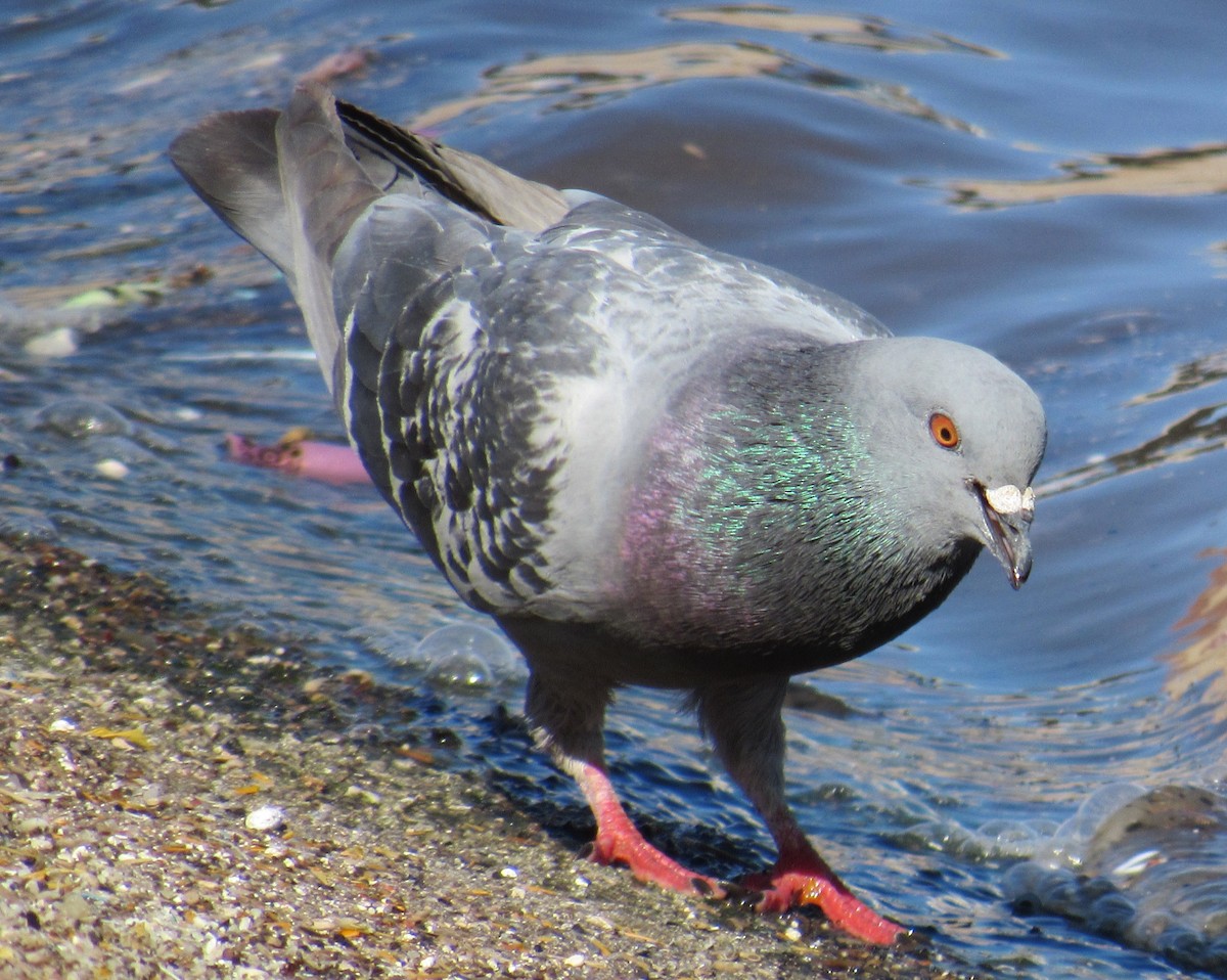 Rock Pigeon (Feral Pigeon) - ML90992891