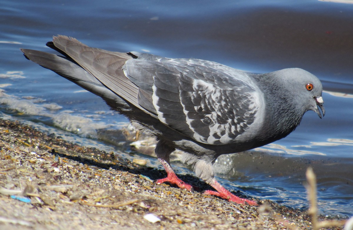 Rock Pigeon (Feral Pigeon) - ML90993071