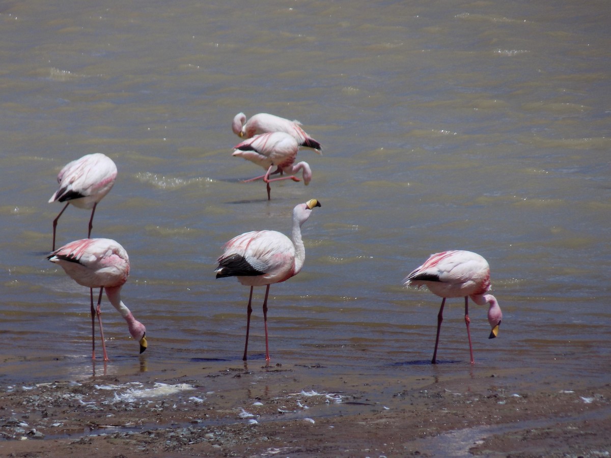 Puna Flamingosu - ML90994661