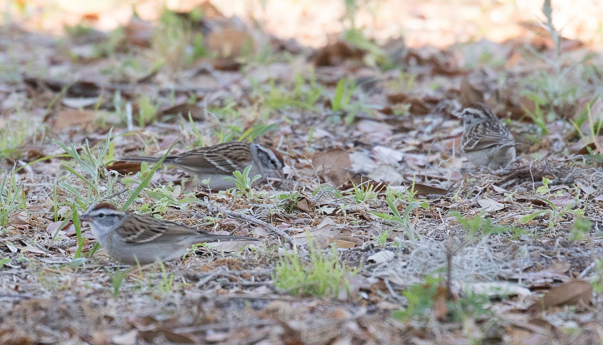 Chipping Sparrow - Lynette Spence