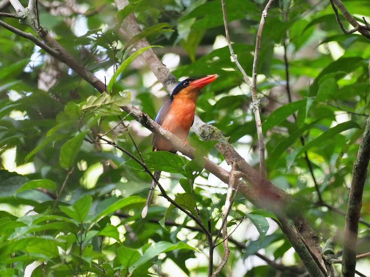 Red-breasted Paradise-Kingfisher - ML91004861