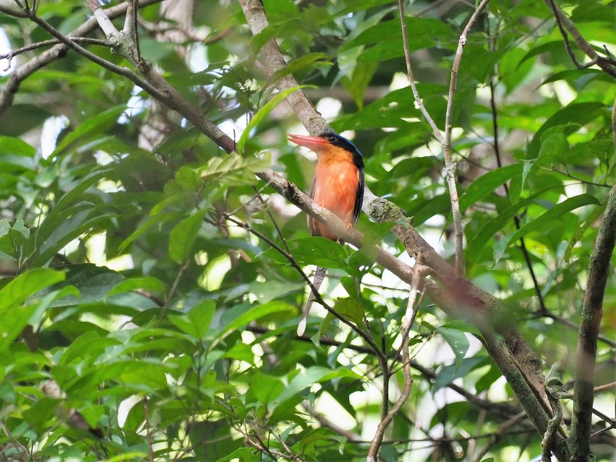 Red-breasted Paradise-Kingfisher - ML91004881