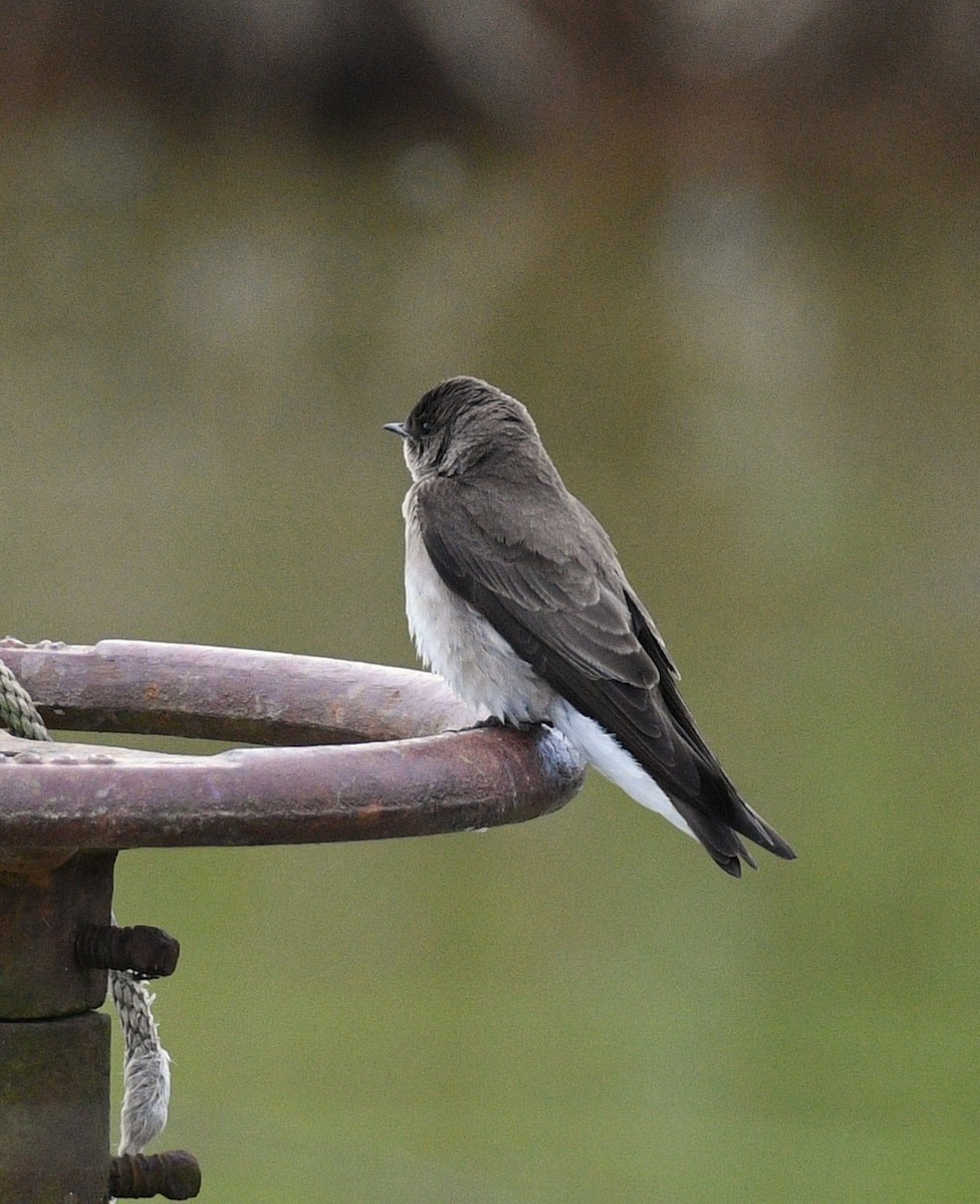 Northern Rough-winged Swallow - ML91005671