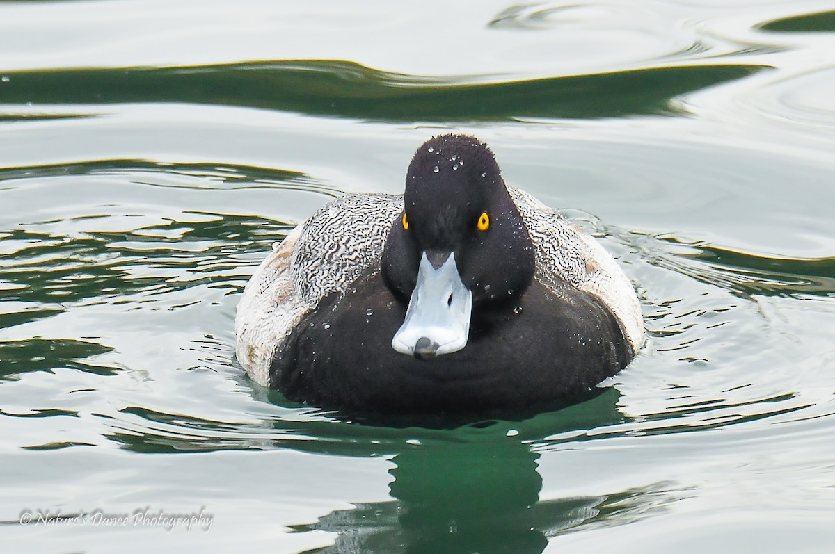 Greater Scaup - ML91007321