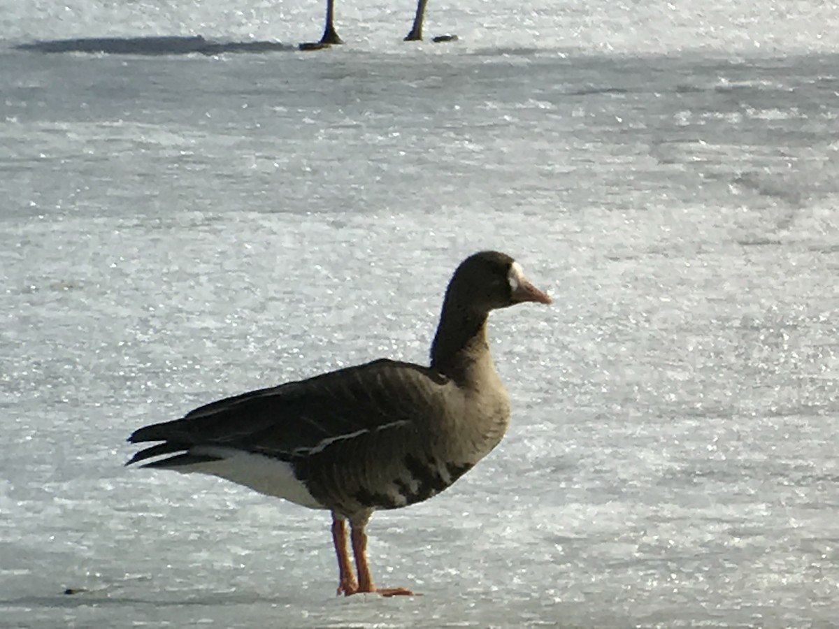 Greater White-fronted Goose - ML91007421