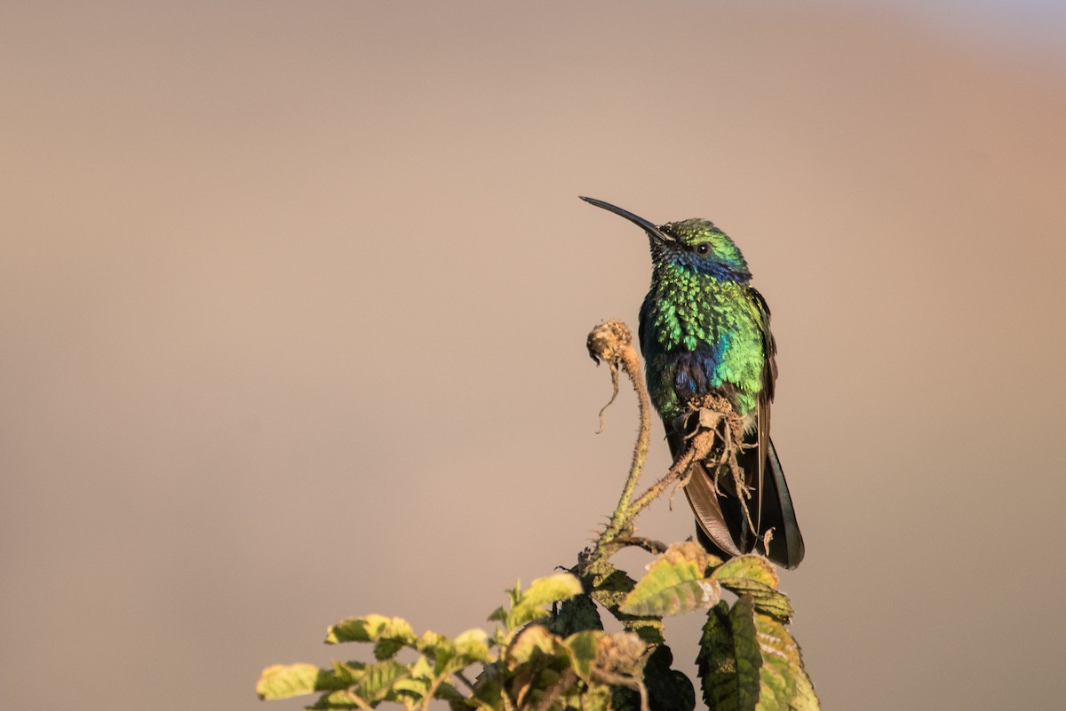 kolibřík modrolící - ML91009971