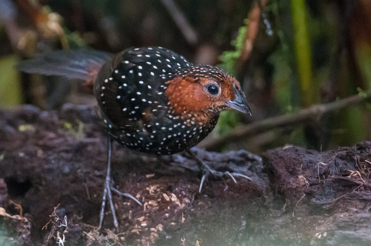 Ocellated Tapaculo - ML91010071