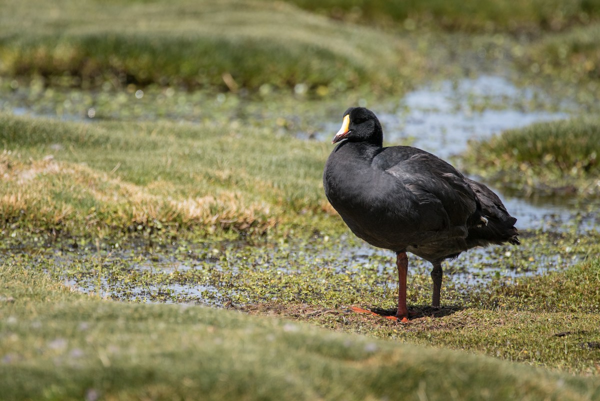 Giant Coot - ML91012511