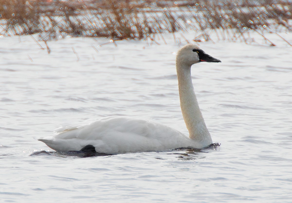 Tundra Swan (Whistling) - ML91015961