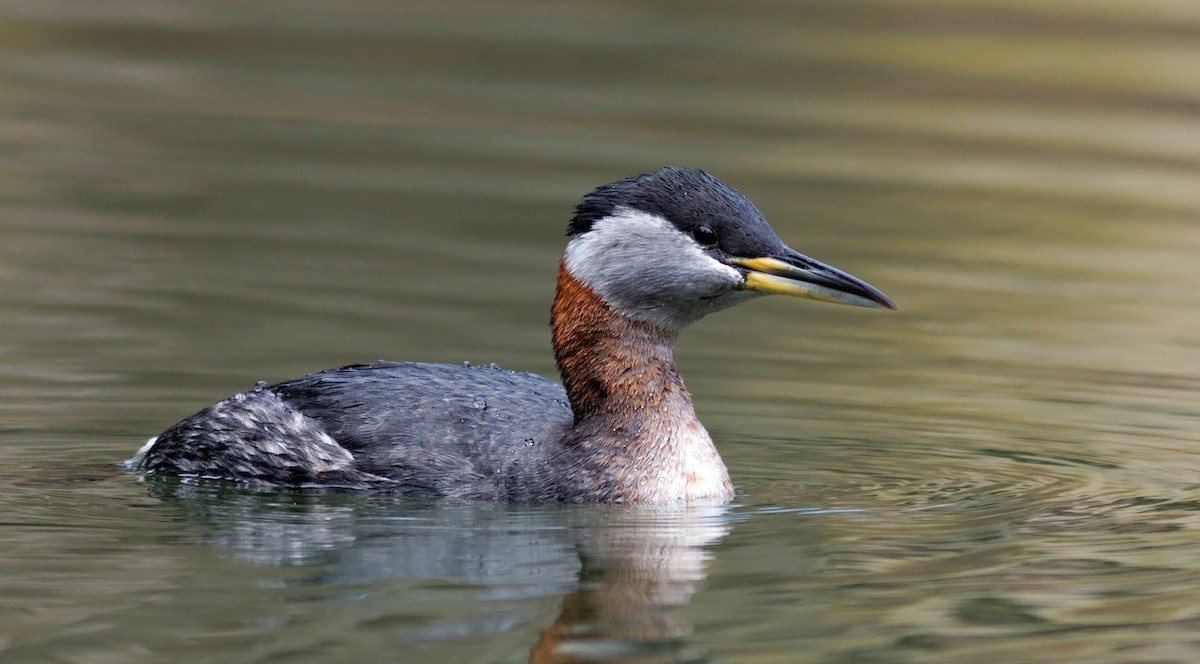 Red-necked Grebe - ML91021471
