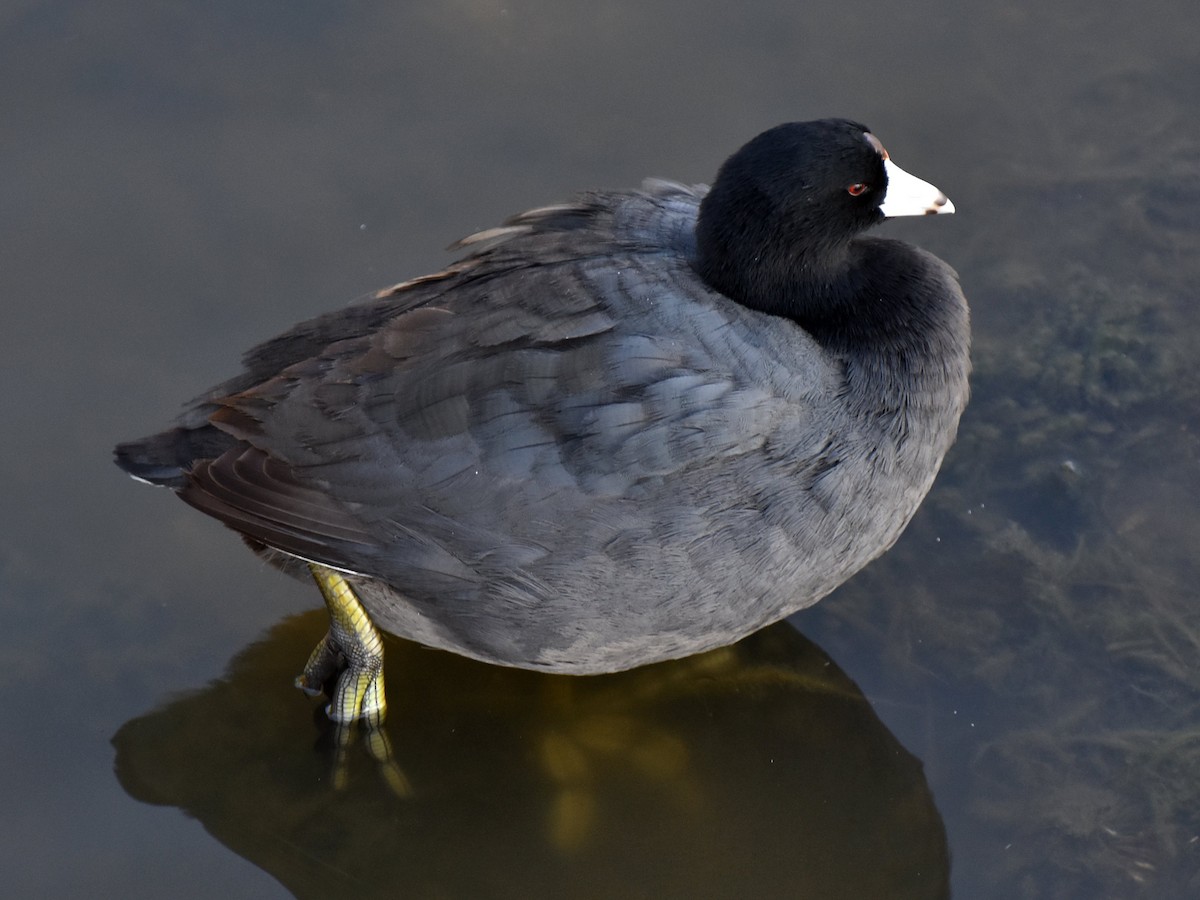 American Coot - Mike Ostrowski
