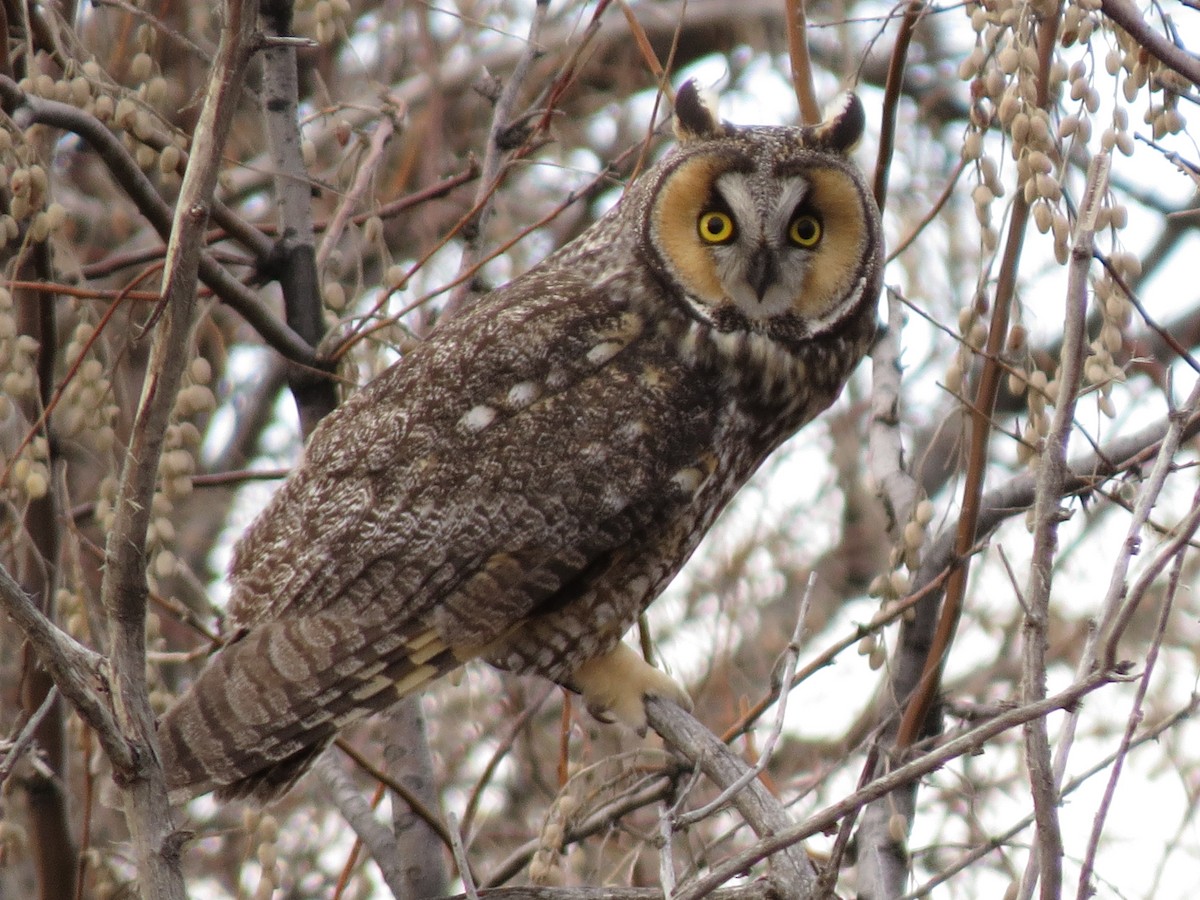 Long-eared Owl - Marya Moosman