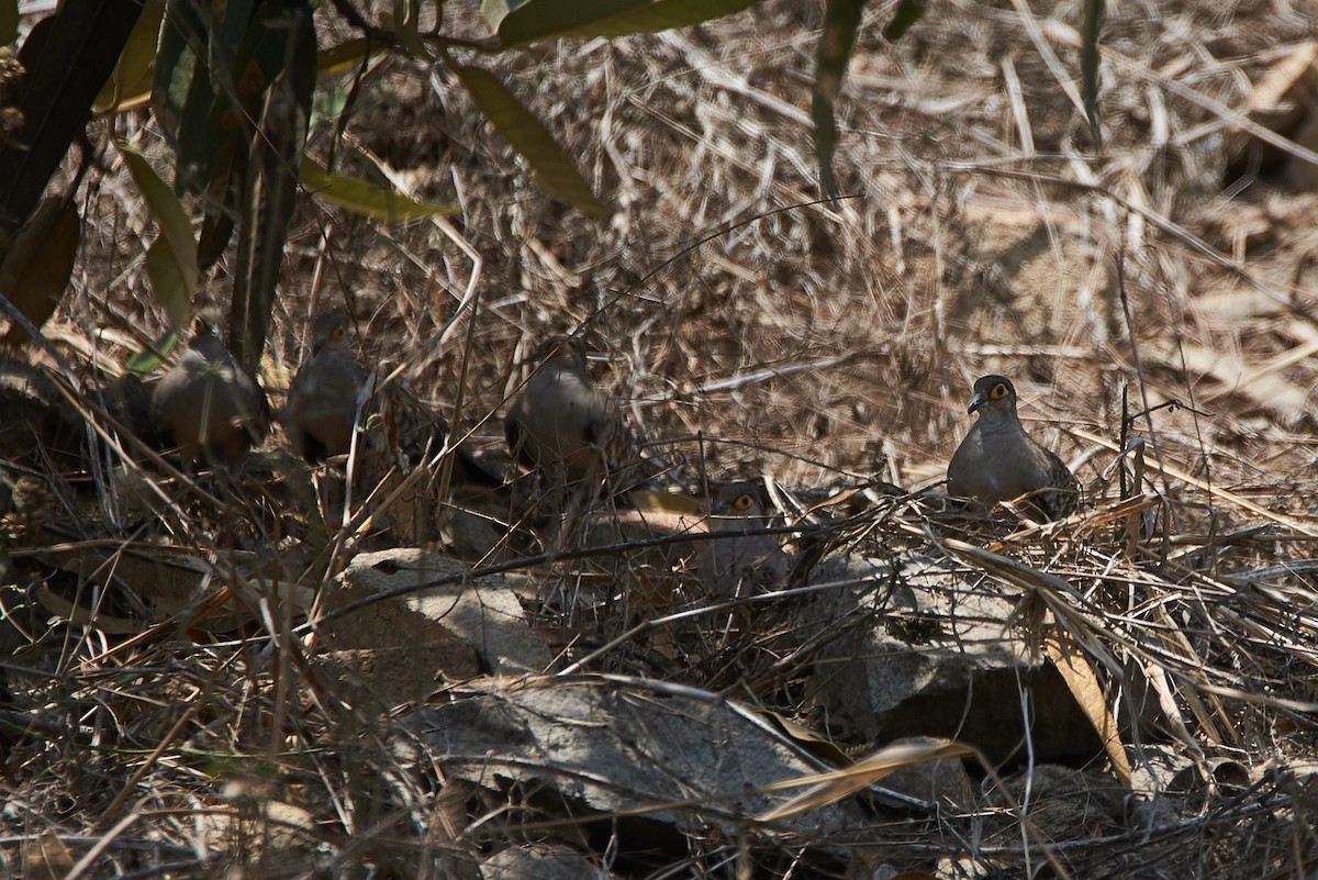 Bare-faced Ground Dove - Anonymous