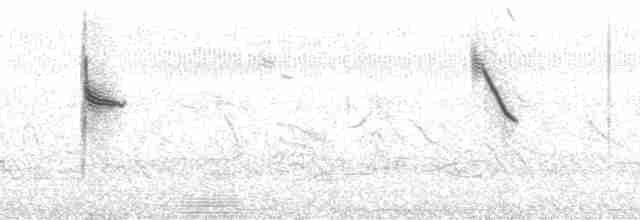 White-browed Meadowlark - ML91027