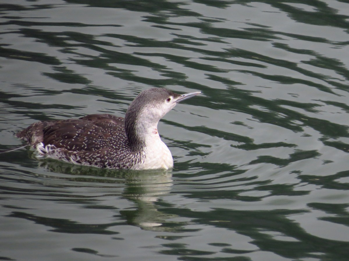 Red-throated Loon - ML91028721