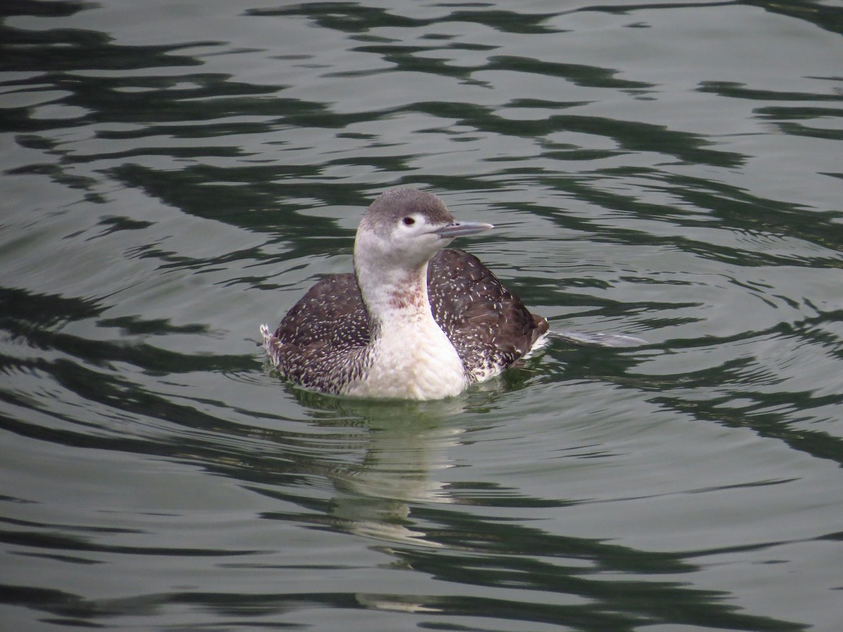 Red-throated Loon - ML91028731