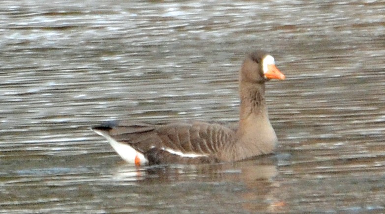 Greater White-fronted Goose - ML91030291