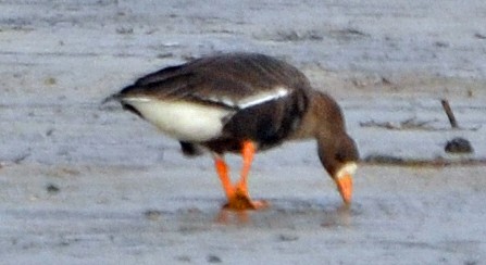Greater White-fronted Goose - Michael J Good