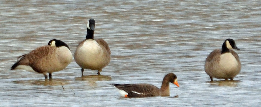 Greater White-fronted Goose - ML91030311