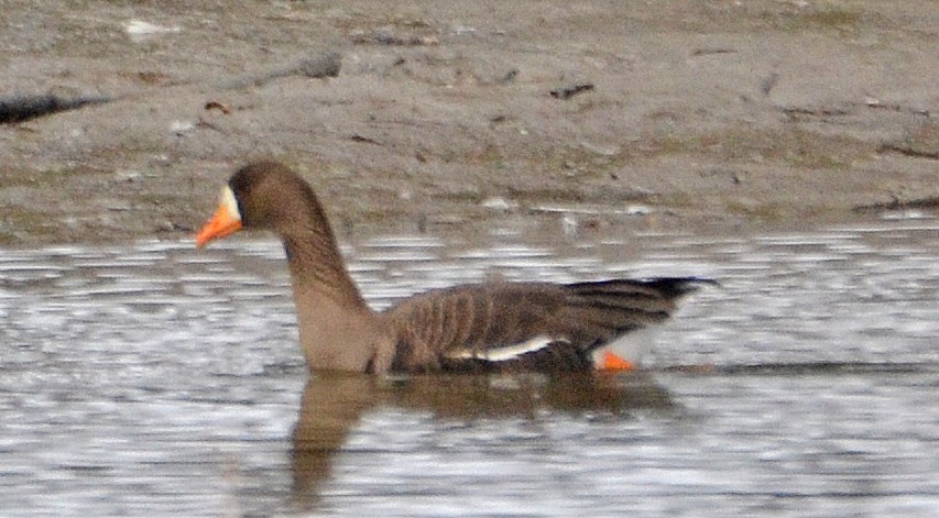 Greater White-fronted Goose - ML91030321