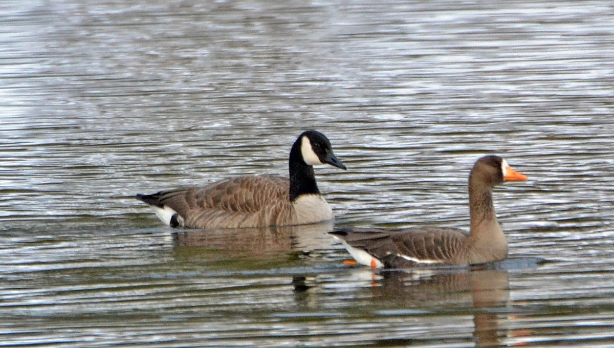 Greater White-fronted Goose - ML91030341