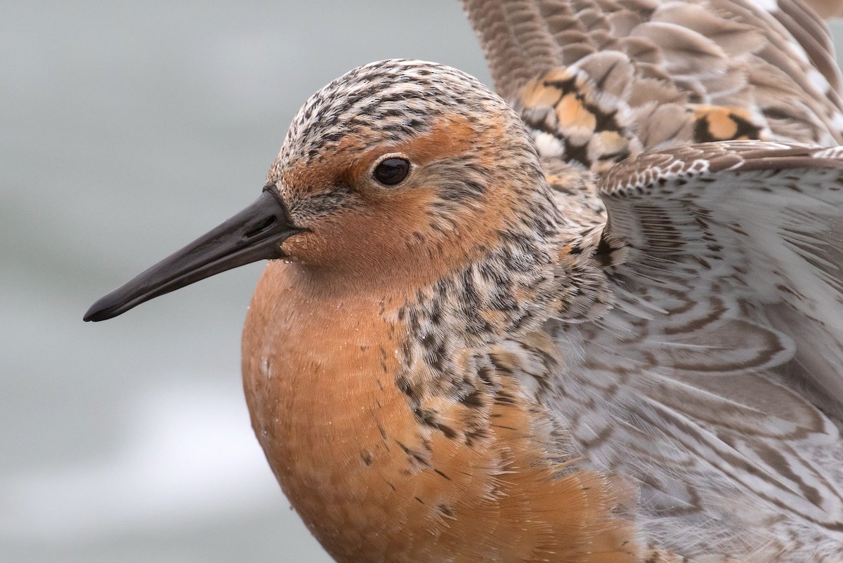 Red Knot - ML91032571
