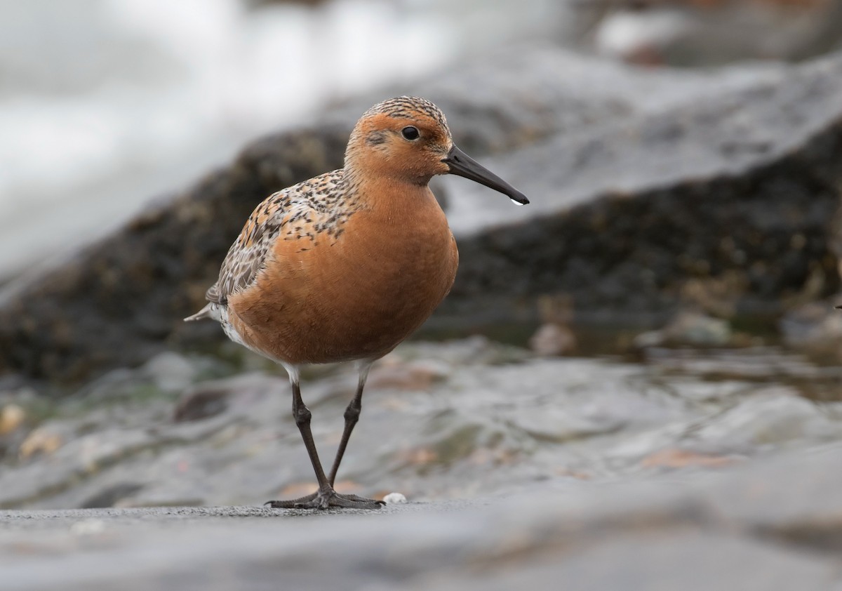 Red Knot - ML91032581