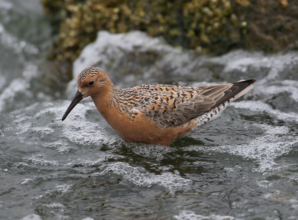 Red Knot - ML91032631