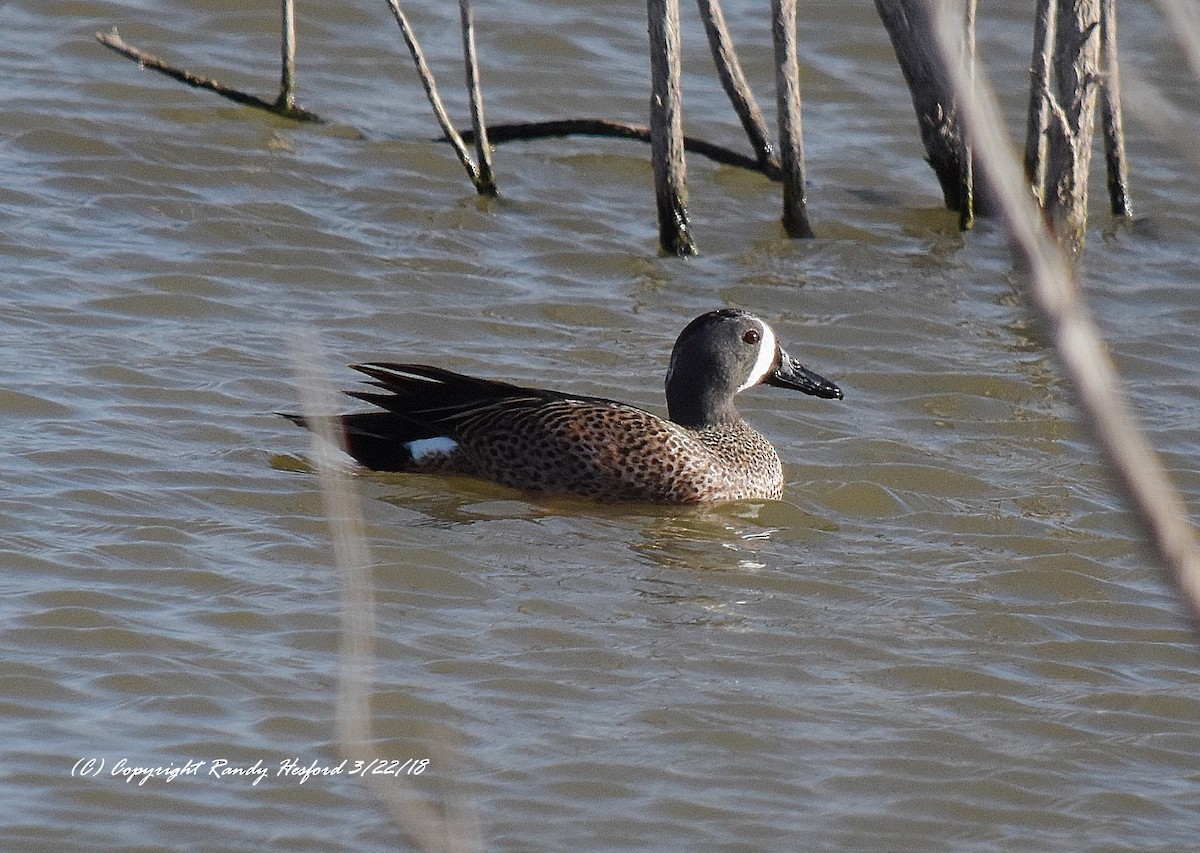 Blue-winged Teal - ML91035161