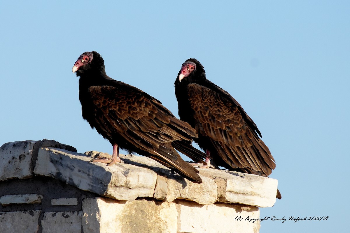 Turkey Vulture - ML91036311