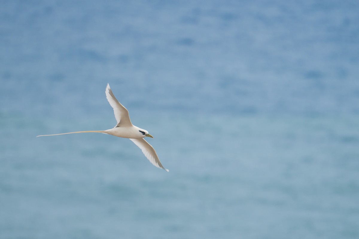 White-tailed Tropicbird - Kevin Pero
