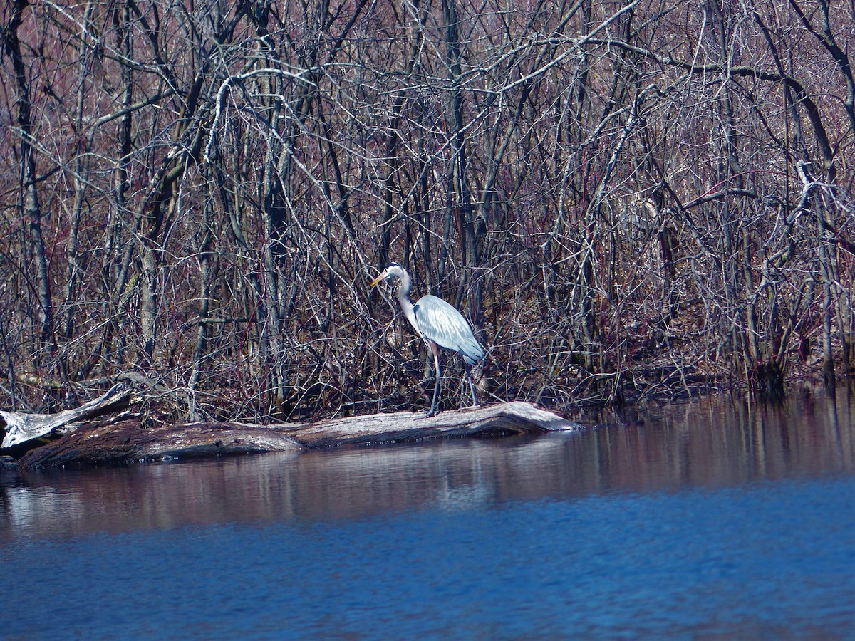 Great Blue Heron (Great Blue) - Joan Campbell