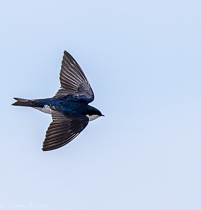 Tree Swallow - Dennis Werlau