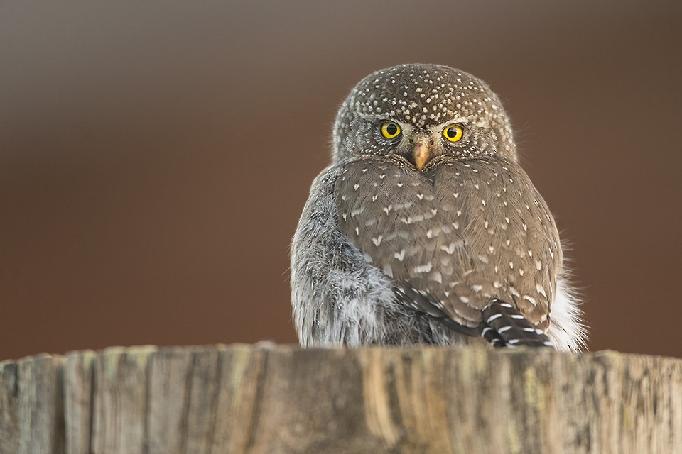 Northern Pygmy-Owl - Jeff Dyck