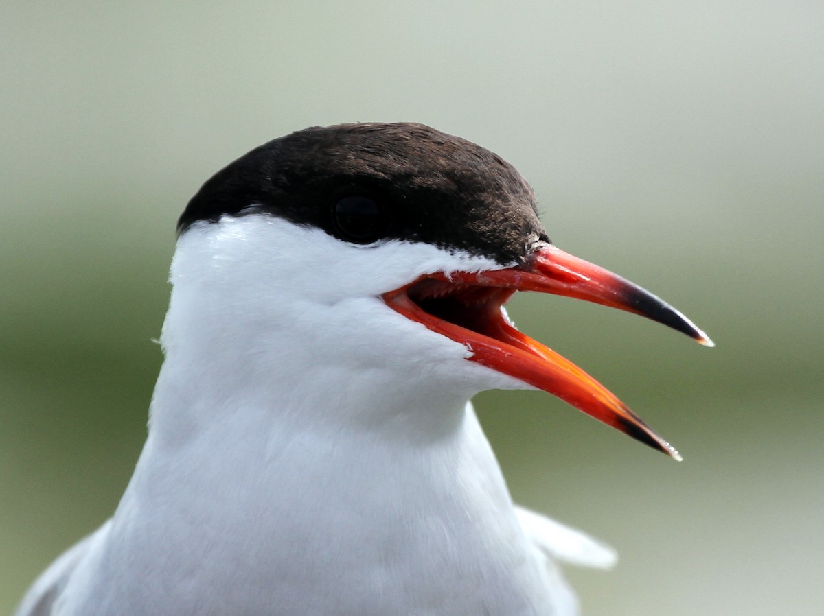 Common Tern - ML91050451