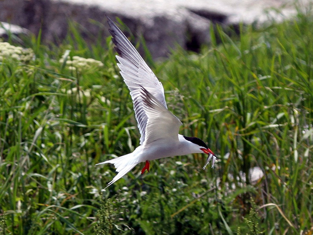 Common Tern - ML91050471