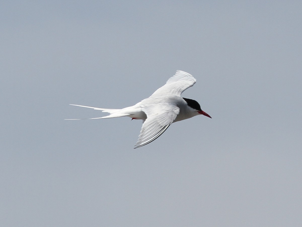 Arctic Tern - ML91050541