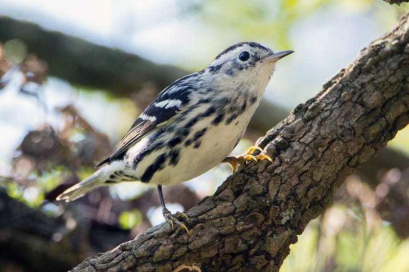Black-and-white Warbler - ML91052331