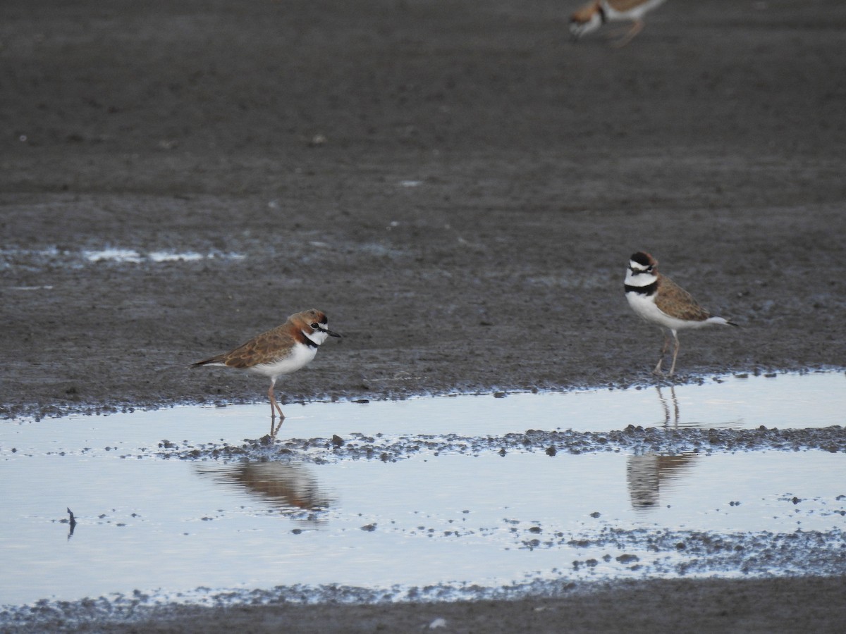 Collared Plover - Edelweiss  Enggist