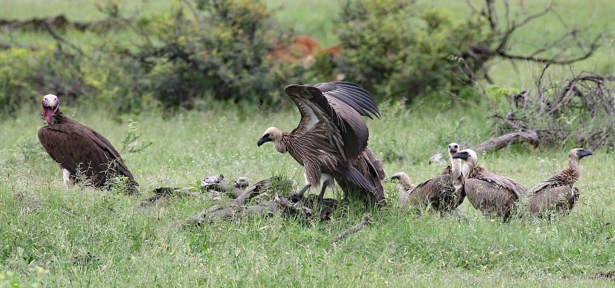 Lappet-faced Vulture - Charlotte Byers