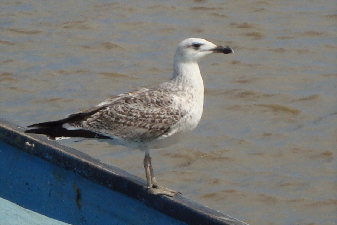 Great Black-backed Gull - nigel lallsingh