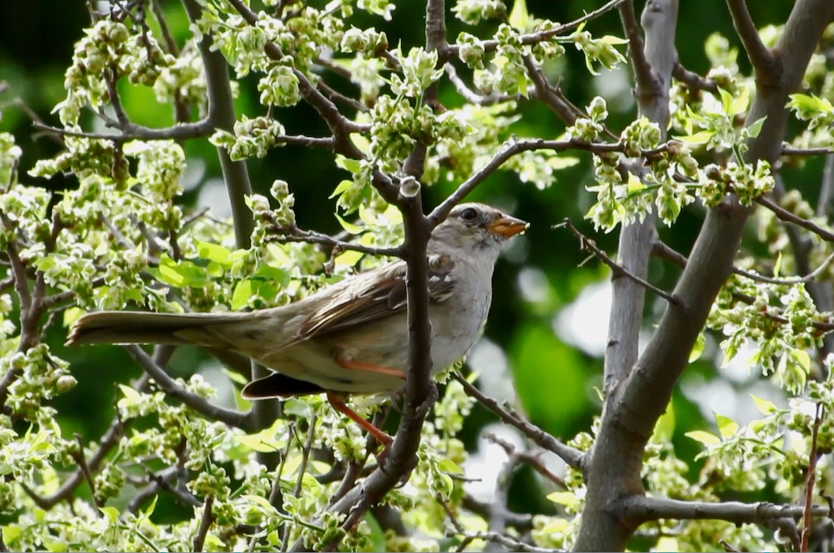 White-crowned Sparrow - ML91055471