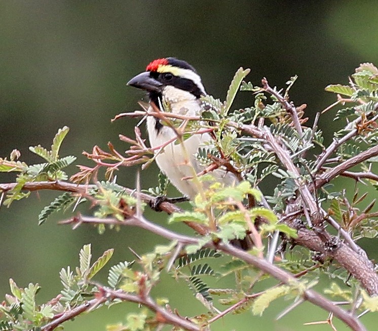 Pied Barbet - Charlotte Byers