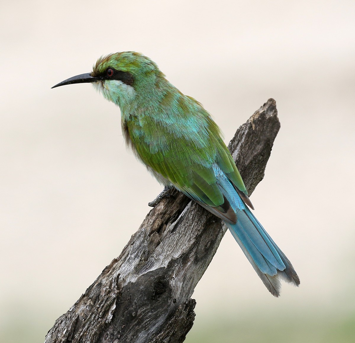 Blue-cheeked Bee-eater - Charlotte Byers
