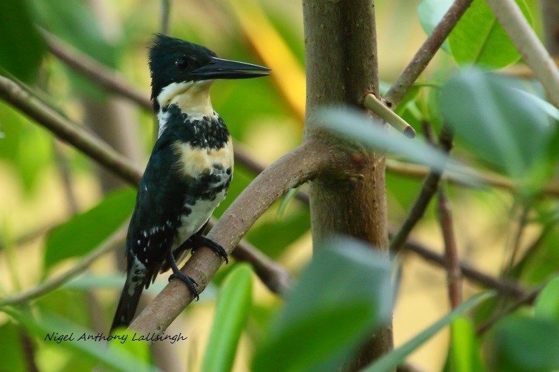 Green Kingfisher - nigel lallsingh